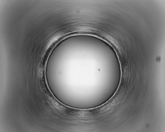 X0000099511067200805221417