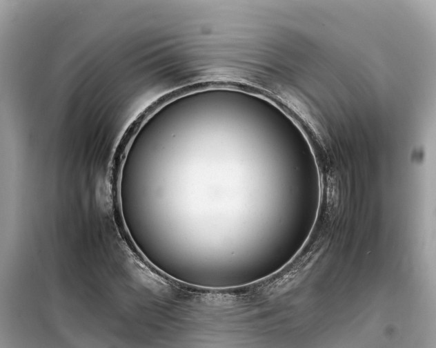 X0000099511068200805221417