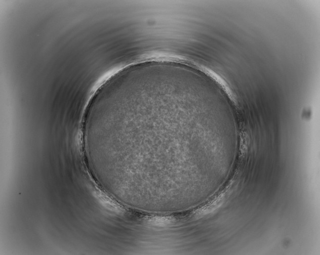 X0000099511074200805221417