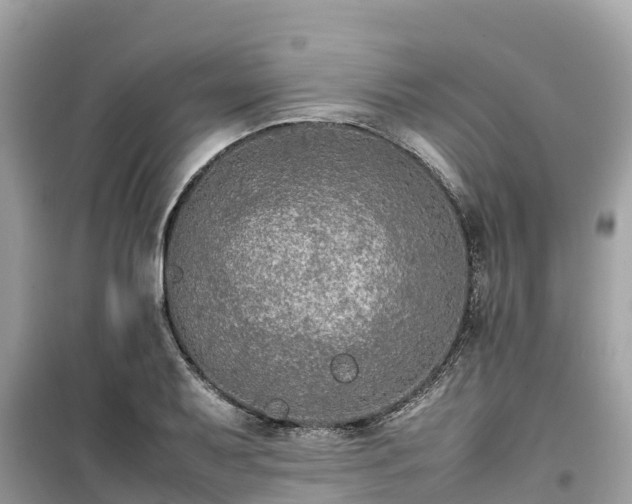 X0000099511079200805221417