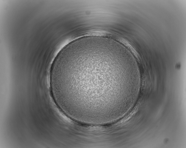 X0000099511083200805221417