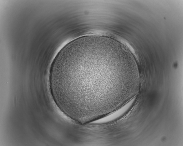 X0000099511091200805221417