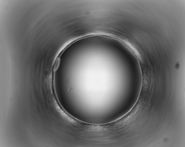 X0000099511100200805221417