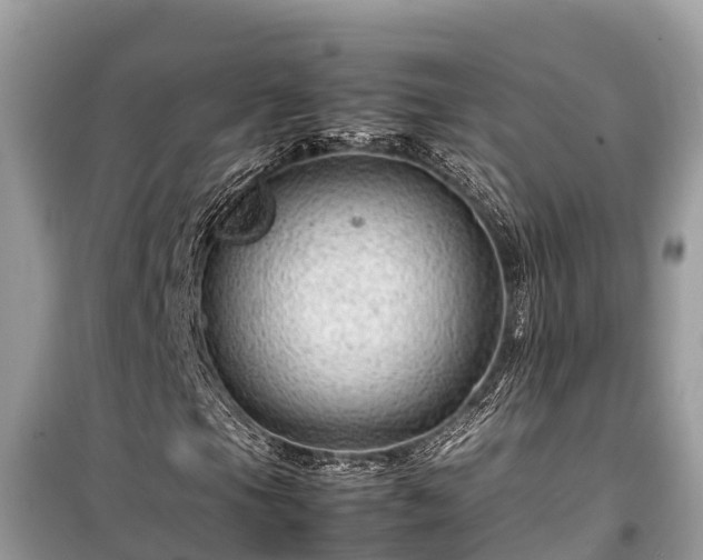 X0000099511105200805221416