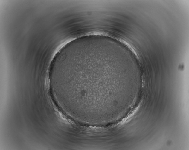 X0000099511117200805221416