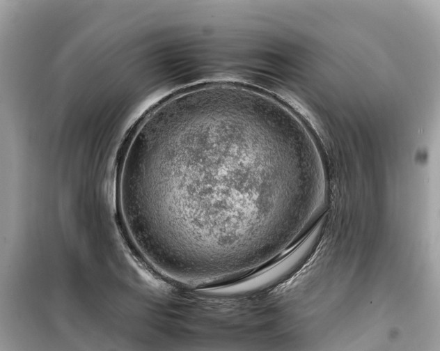 X0000099511127200805221416