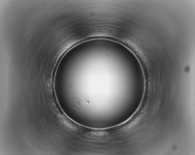 X0000099511129200805221416