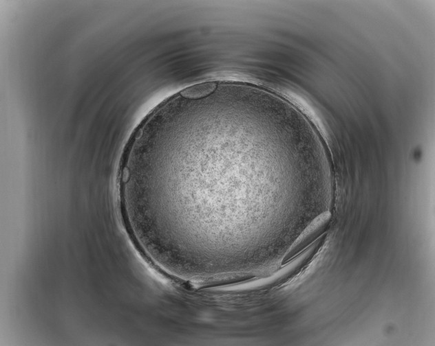 X0000099511141200805221416