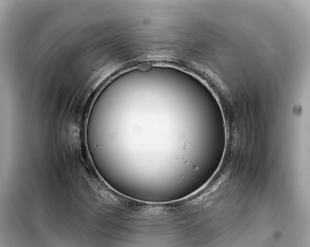 X0000099511162200805221416