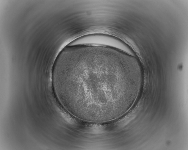X0000099511226200805221415