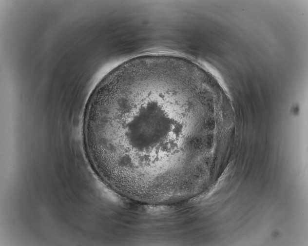 X0000099511231200805221415