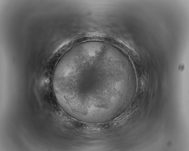 X0000099511254200805221414