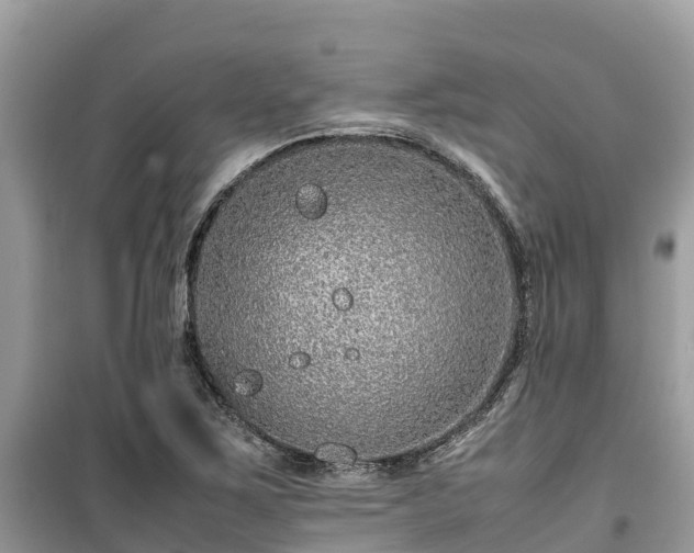 X0000099511267200805221414