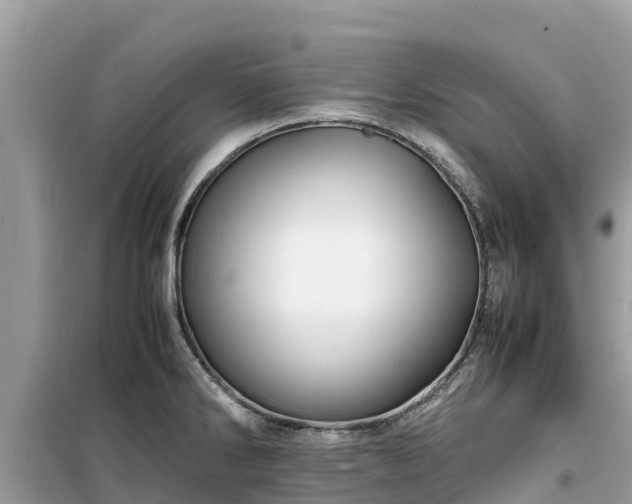X0000099511286200805221414