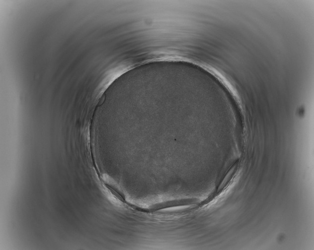 X0000099511289200805221414