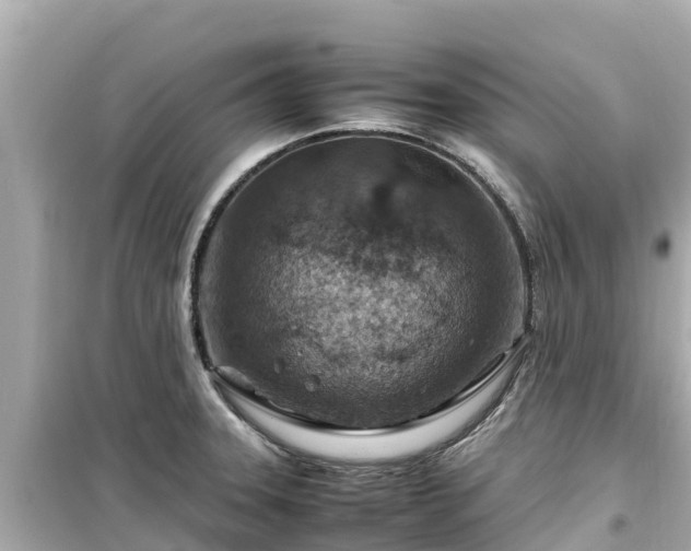 X0000099511331200805221414