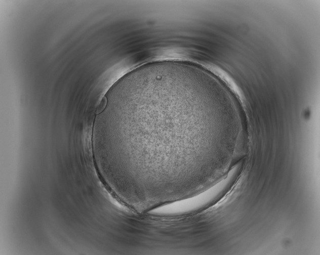 X0000099511337200805221414