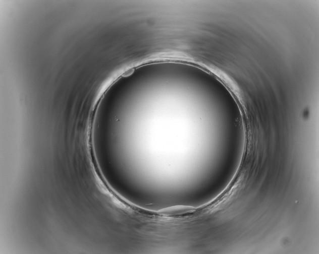 X0000099511390200805221413