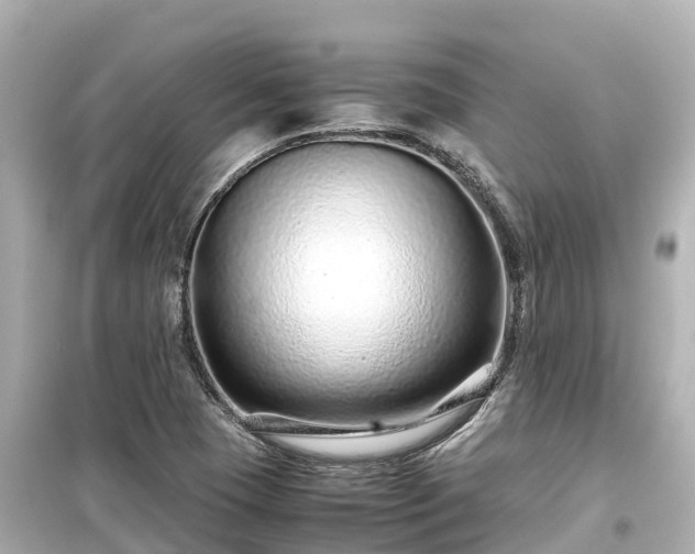 X0000099511409200805221412