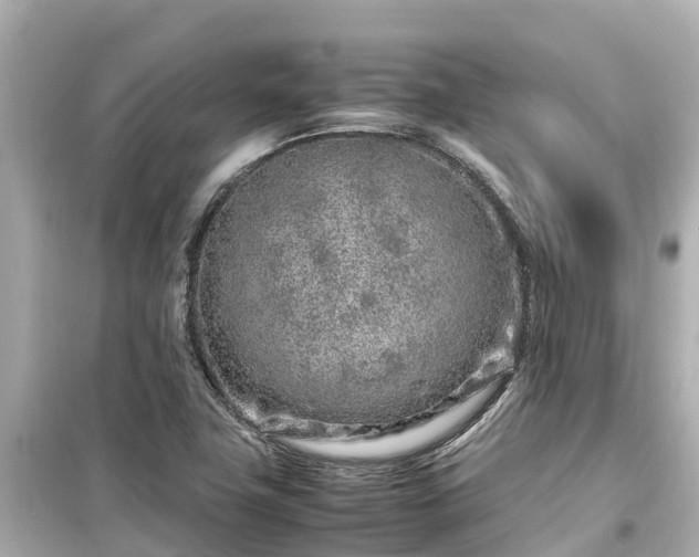 X0000099511411200805221412