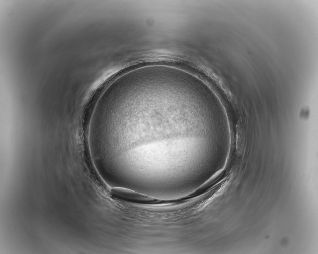 X0000099511453200805221412