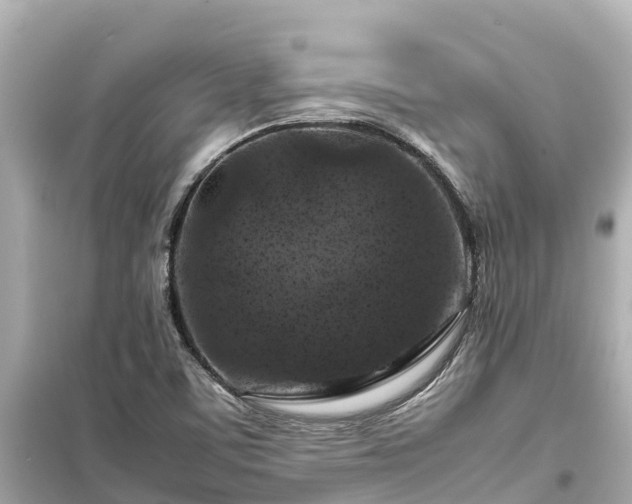 X0000099511459200805221412