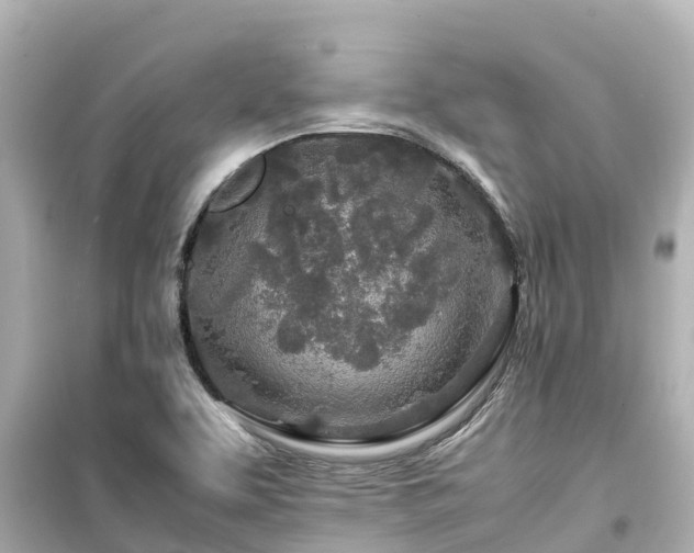 X0000099511463200805221412