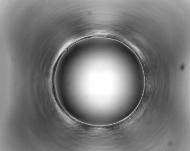 X0000099511475200805221411