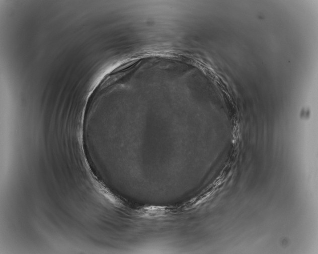 X0000099510052200805291158