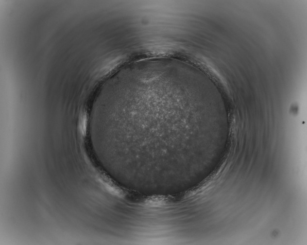 X0000099510076200805291158