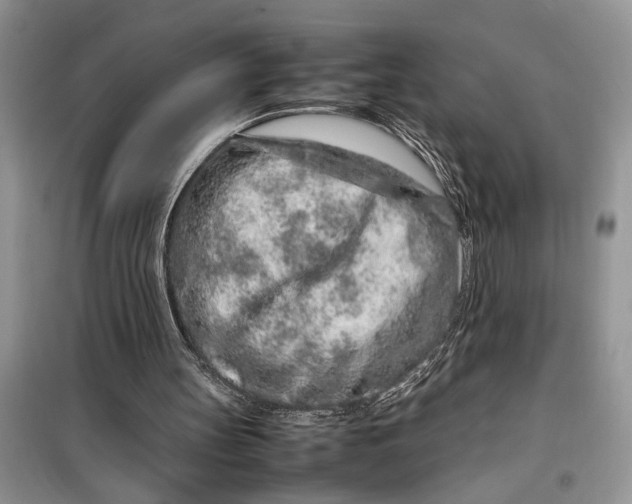 X0000099510147200805291157