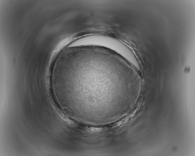 X0000099510149200805291157