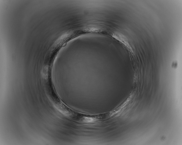 X0000099510167200805291157