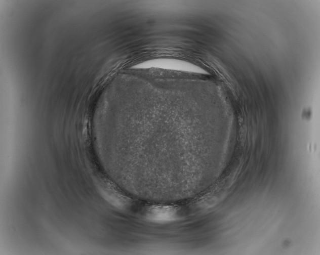 X0000099510169200805291157