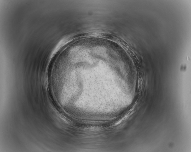 X0000099510198200805291156