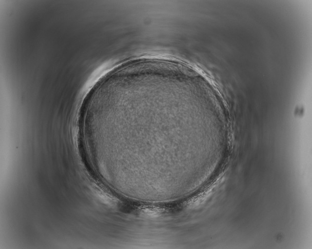 X0000099510199200805291156