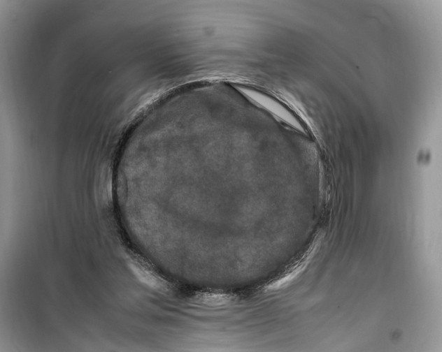 X0000099510205200805291156