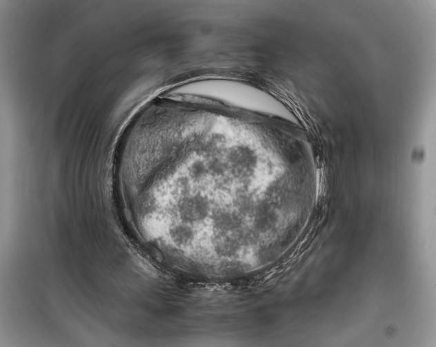 X0000099510243200805291155