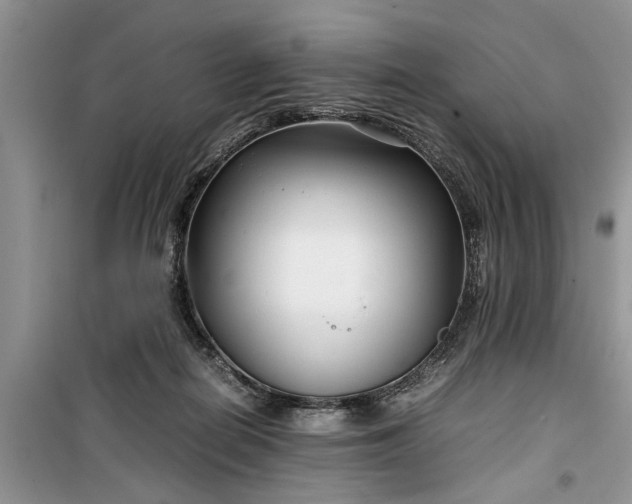 X0000099510266200805291156