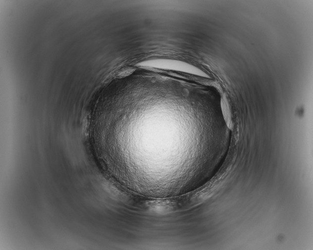 X0000099510273200805291156