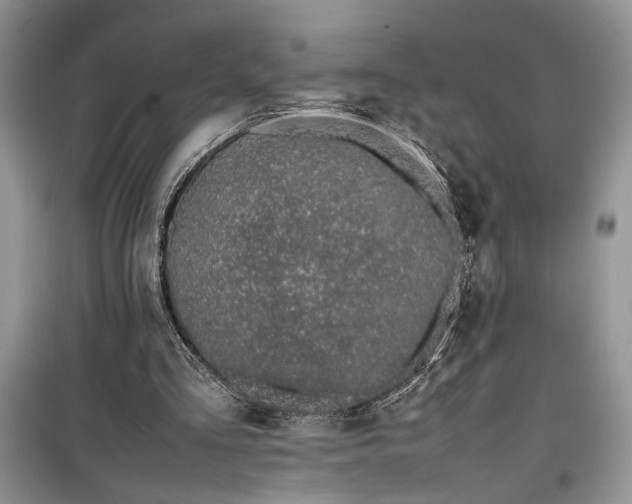 X0000099510293200805291155