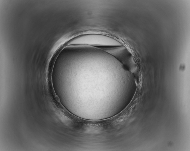 X0000099510296200805291155