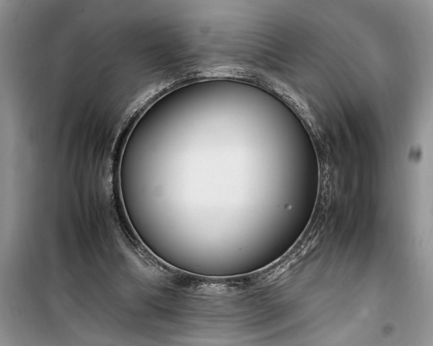 X0000099510298200805291155