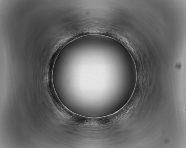 X0000099510299200805291155