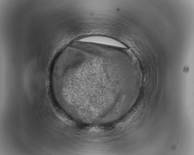 X0000099510303200805291155