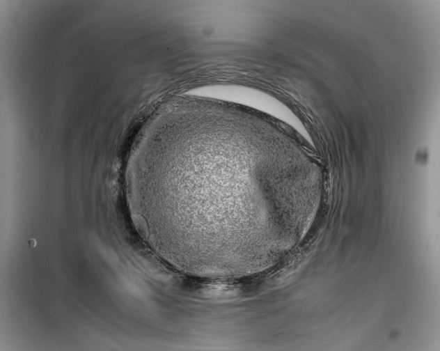 X0000099510319200805291155