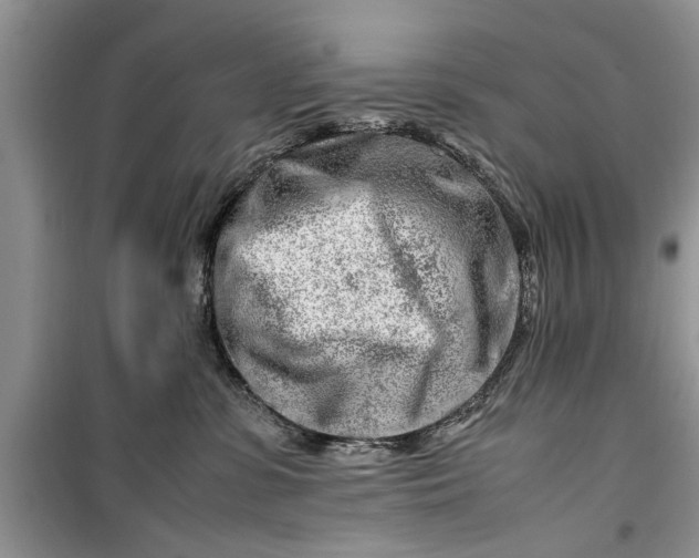 X0000099510331200805291155