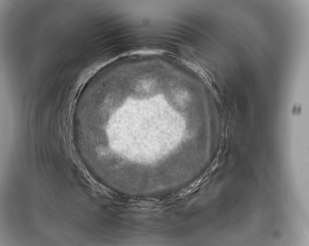 X0000099510337200805291154