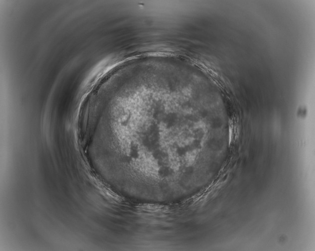 X0000099510339200805291154