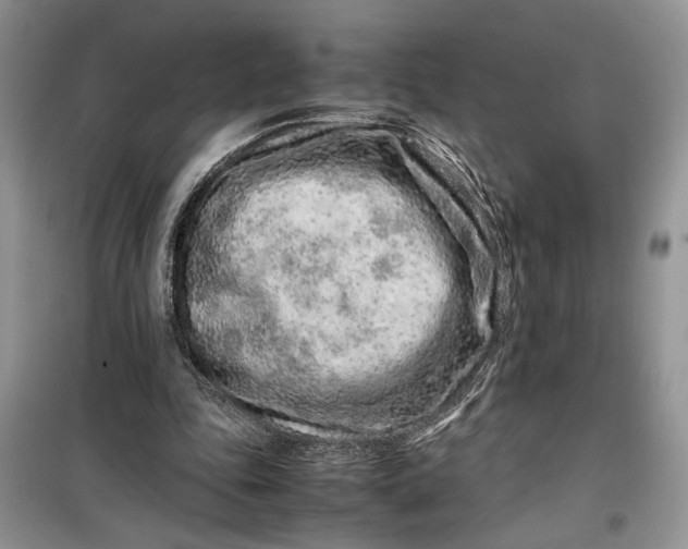 X0000099510343200805291154